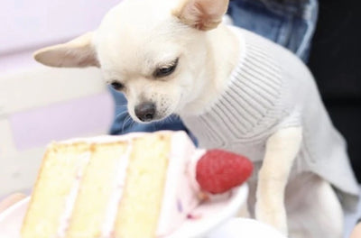 Easy Treats To Bake At Home For Your Pets