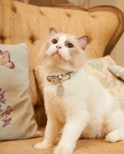 Purr-fectly Stylish: Exploring the World of Cat Fashion and Adorable Feline Apparel